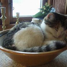 Huskat bettemis'!(:.<3