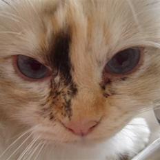 Hellig Birma Søsser