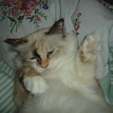 Hellig Birma Søsser