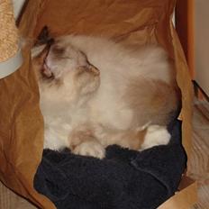 Hellig Birma Søsser