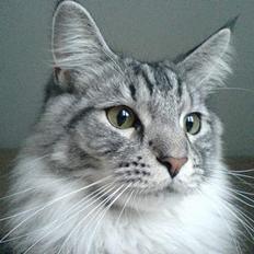 Maine Coon Timon