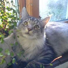 Maine Coon Timon
