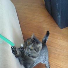 Huskat Dixie <3 VÆK