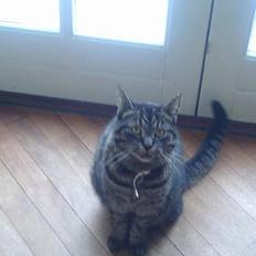 Huskat Dixie <3 VÆK