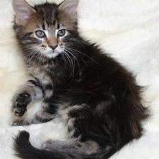 Maine Coon Harald Hin Hårfager