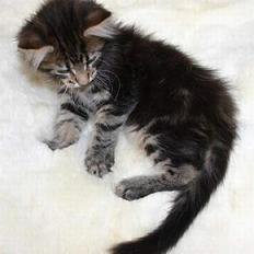 Maine Coon Harald Hin Hårfager