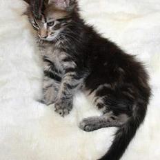 Maine Coon Harald Hin Hårfager