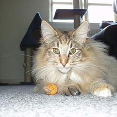 Norsk Skovkat Alvilda