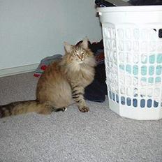 Norsk Skovkat Alvilda