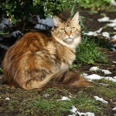 Maine Coon Sahara Silvi-Cola