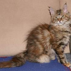 Maine Coon Sahara Silvi-Cola