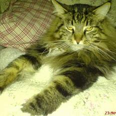 Maine Coon Bette mis