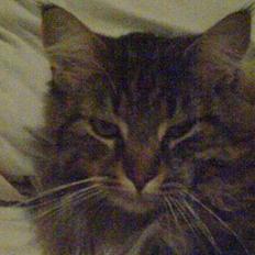 Maine Coon Bette mis