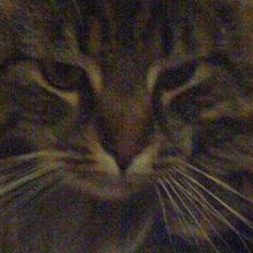 Maine Coon Bette mis