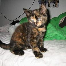 Blanding af racer Manse