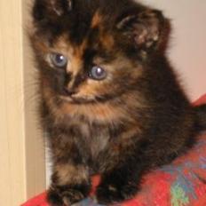 Blanding af racer Manse