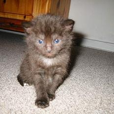 Blanding af racer LIlle fix