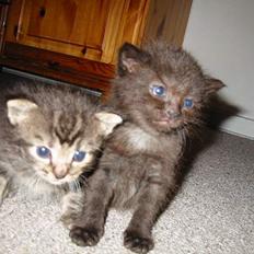 Blanding af racer LIlle fix