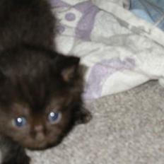 Blanding af racer LIlle fix