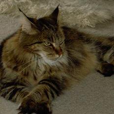 Maine Coon Innocent