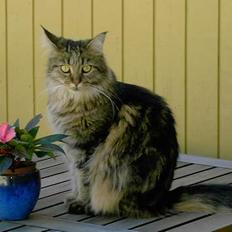 Maine Coon Innocent