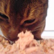 Abyssinier Sethi af Khartoum