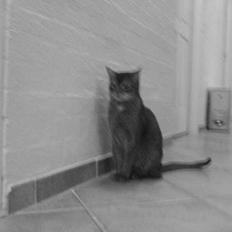 Abyssinier Sethi af Khartoum