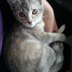 Blanding af racer Nala