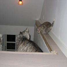 Blanding af racer Nala