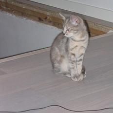 Blanding af racer Nala