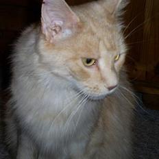 Maine Coon Dk Syrenhavens Claer Emer