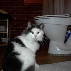 Blanding af racer Tot