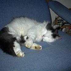 Blanding af racer Tot