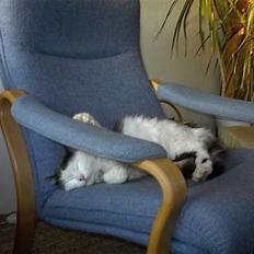 Blanding af racer Tot