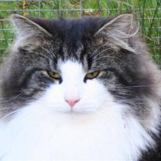 Norsk Skovkat Black Forest Vilhelm