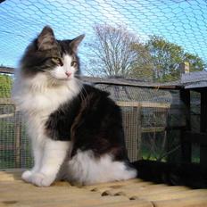 Norsk Skovkat Black Forest Vilhelm