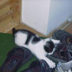 Blanding af racer Tilde