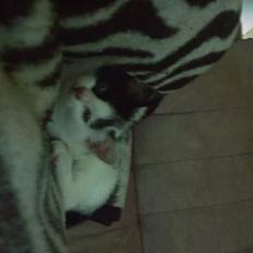 Blanding af racer Tilde