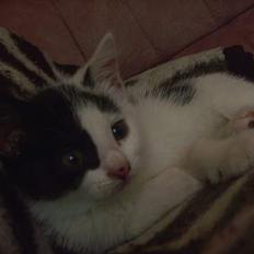 Blanding af racer Tilde