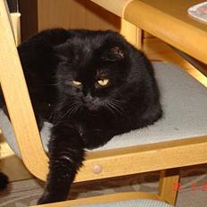 Huskat Misty - R.I.P d.08/01-200