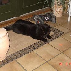 Huskat Misty - R.I.P d.08/01-200