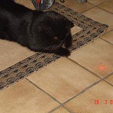 Huskat Misty - R.I.P d.08/01-200