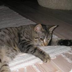 Blanding af racer Xander