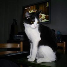 Huskat Gigi d'Agostino (død)