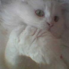 Blanding af racer Mickey <3 (DØD)