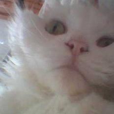 Blanding af racer Mickey <3 (DØD)