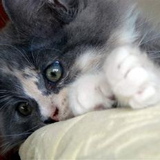 Blanding af racer Musse