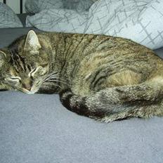 Huskat Jane FORSVUNDET JAN.08