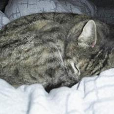 Huskat Jane FORSVUNDET JAN.08