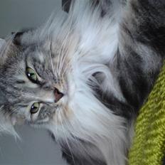 Norsk Skovkat Bastian R.I.P